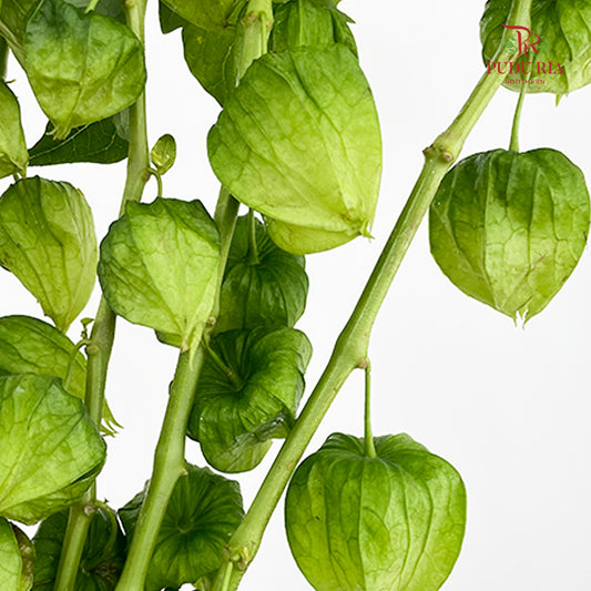 Cranberries Physalis - (Per Bundle)