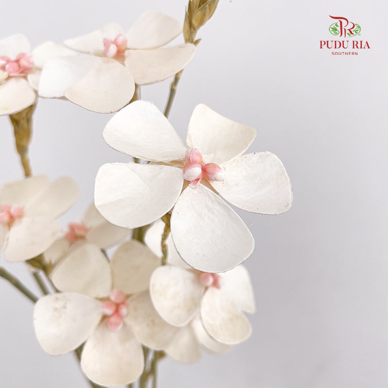 Dry Violet - White Center Pink