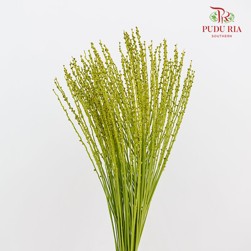 Areca Nuts (Areca catechu) 槟榔 - (Per Bundle)