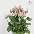 Rose Net Cappuccino - (19-20 Stems)