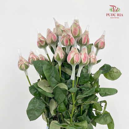 Rose Net Cappuccino - (19-20 Stems)