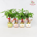 CNY Potted Plant Arrangement 2024#20