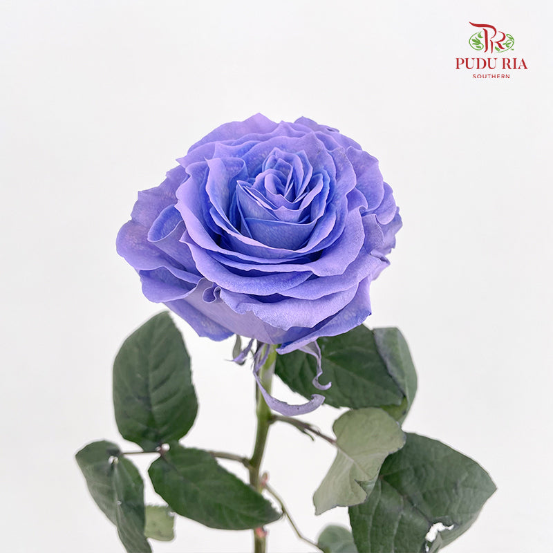 Rose Mondial Dyed Blue Lavander - (8-10 Stems)