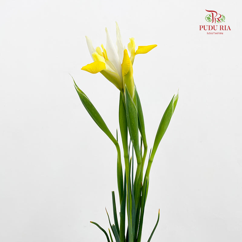 Iris Yellow - (5 Stems)