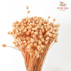 Dry Happy Flower - White - Pudu Ria Florist Southern