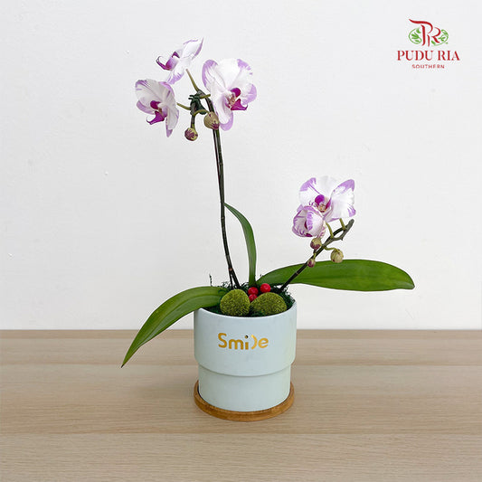 Phalaenopsis Orchid Arrangement