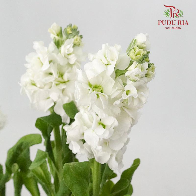 Matthiola White - 5 Stems - Pudu Ria Florist Southern