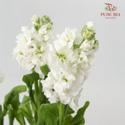 Matthiola White - 5 Stems - Pudu Ria Florist Southern