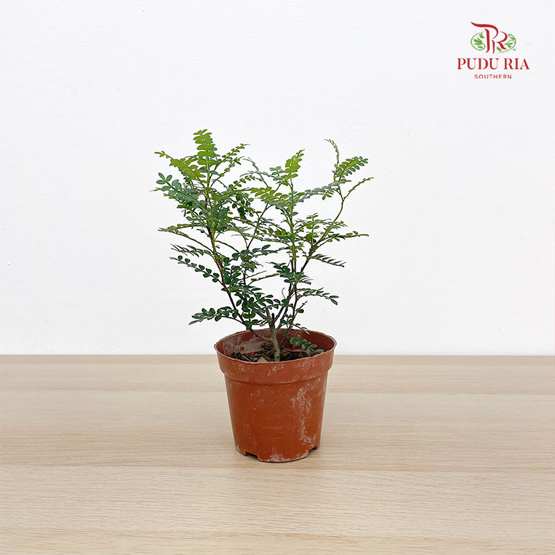 Zanthoxylum Piperitum 清香胡椒木