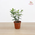 Zanthoxylum Piperitum 清香胡椒木