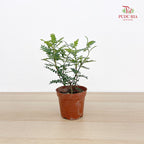 Zanthoxylum Piperitum 清香胡椒木