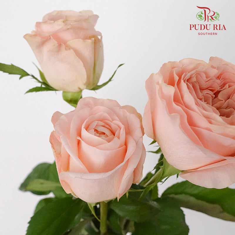 Rose Nuwa (8-10 Stems) - Pudu Ria Florist Southern