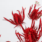 Eryngium Dyed Red - (5 Stems)