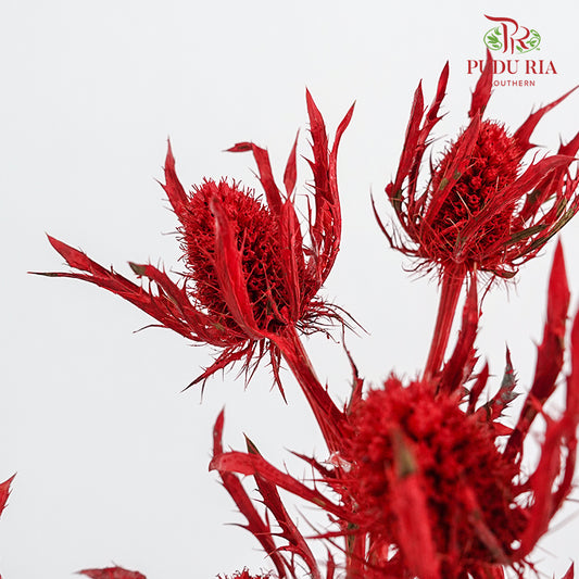 Eryngium Dyed Red - (5 Stems)