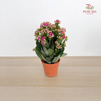 Kalanchoe Mixed (M)