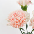 Carnation Cream 康乃馨 - (10 Stems)