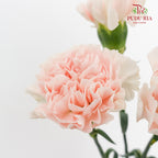 Carnation Cream 康乃馨 - (10 Stems)