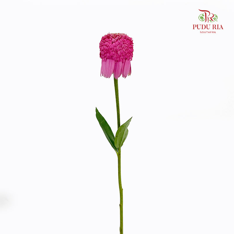 Echinacea - (2 Stems)