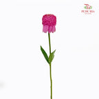 Echinacea - (2 Stems)