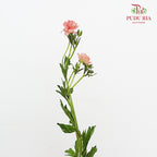 Ranunculus Butterfly Orange 蝴蝶洋牡丹 - (Per Bundle)