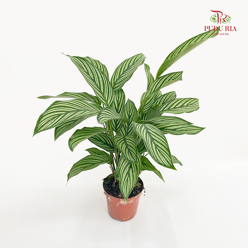 Calathea White Line P90