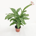 Calathea White Line P90