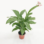 Calathea White Line P90