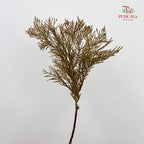 Cedar X mas Dyed Color Gold - (Per Bundle)