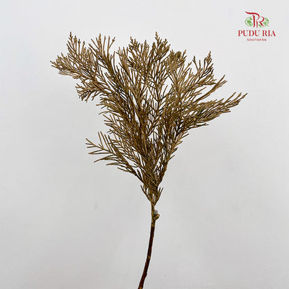 Cedar X mas Dyed Color Gold - (Per Bundle)