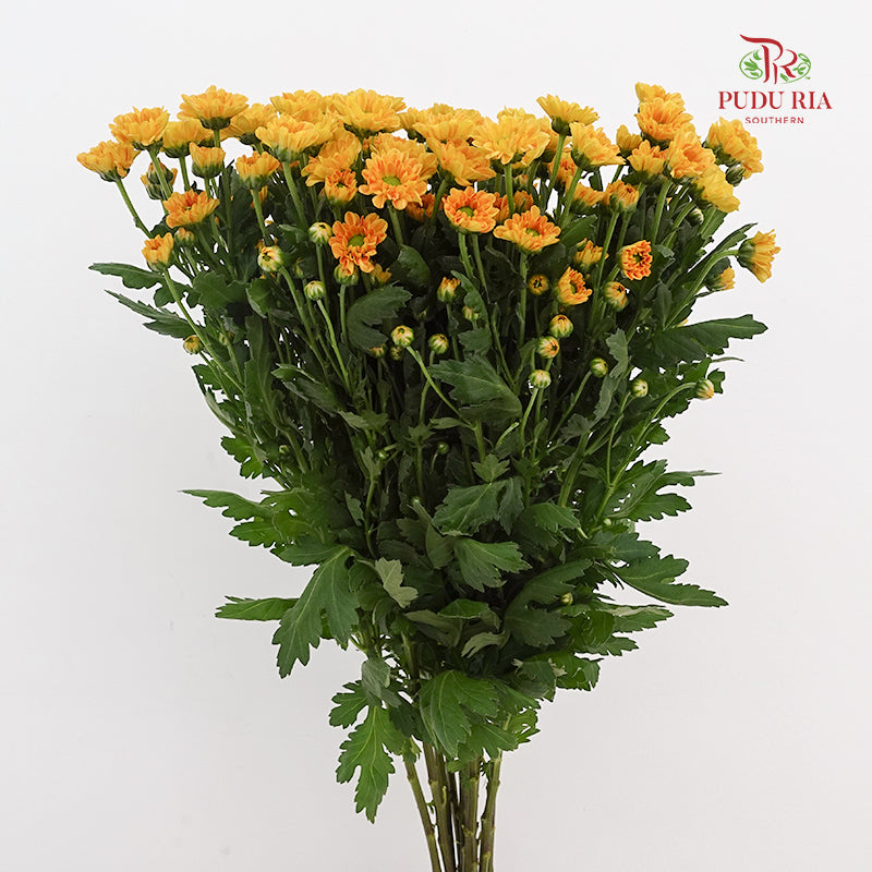 Chrysanthemum Calimero Pompom Rossi Orange - (10-12 Stems)