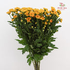 Chrysanthemum Calimero Pompom Rossi Orange - (10-12 Stems)