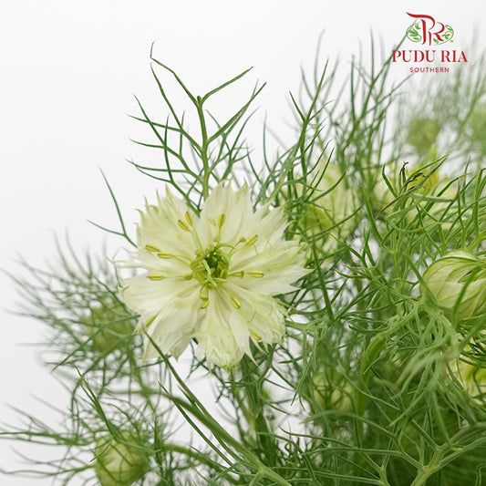 Nigella White - Pudu Ria Florist Southern