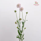 Scabiosa Pink 蓝盆花 - (Per Bundle)