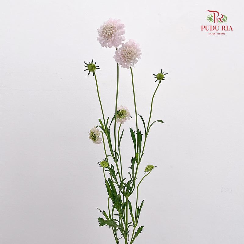 Scabiosa Pink 蓝盆花 - (Per Bundle)