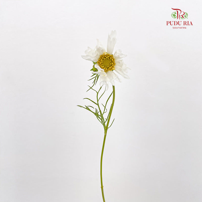 Cosmos Bipinnatus White 秋英 - (5 Stems)