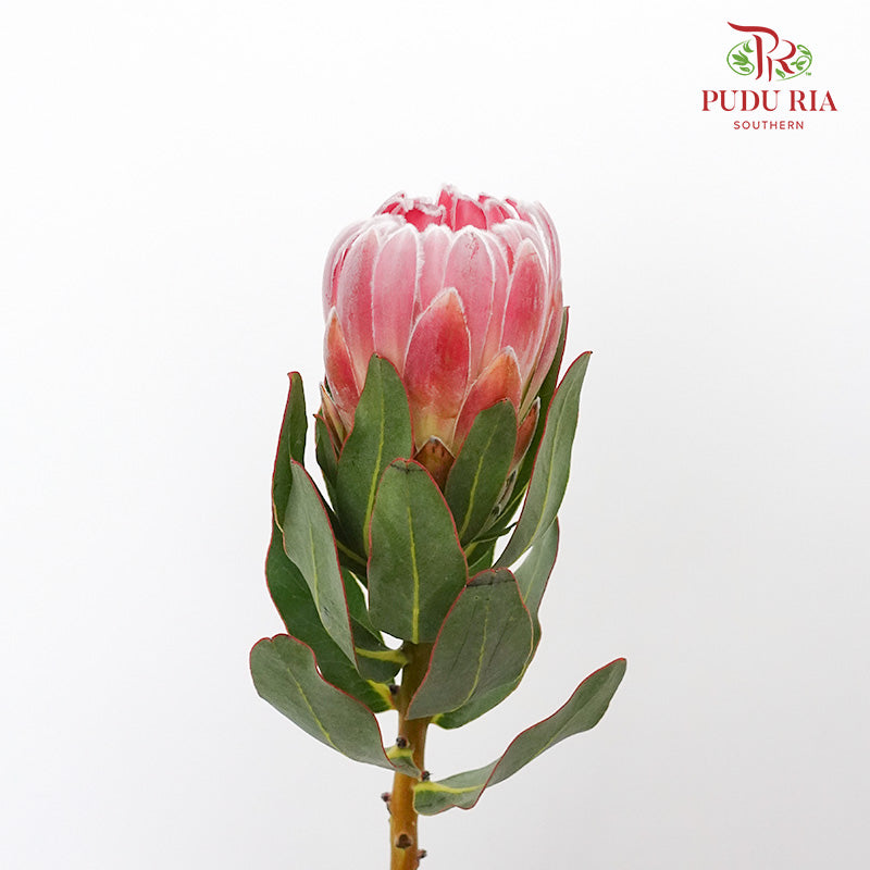 Protea Ice Pink  (2 Stems) - Pudu Ria Florist Southern