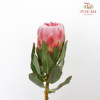 Protea Ice Pink  (2 Stems) - Pudu Ria Florist Southern