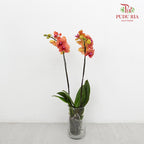 Phalaenopsis Orchid Orange Medium Double Stems