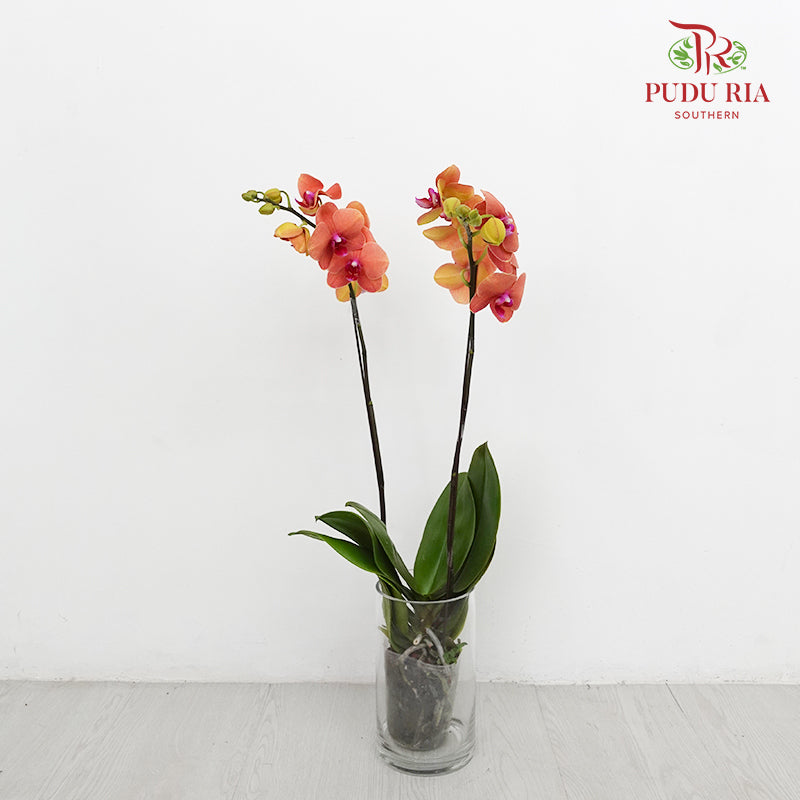 Phalaenopsis Orchid Orange Medium Double Stems