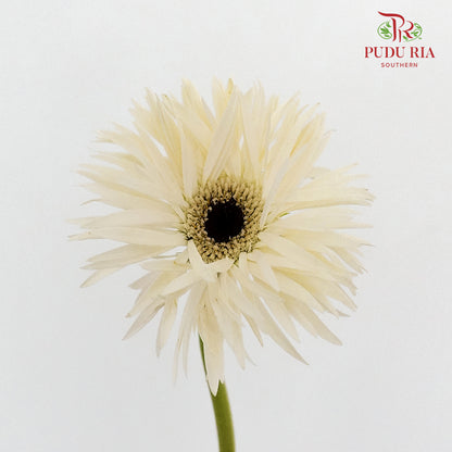 Gerbera Spider Mini - White - Pudu Ria Florist Southern