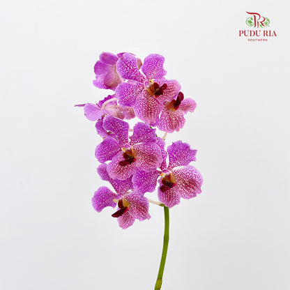 Mokara Orchid Light Purple (M) - (Per Stem)