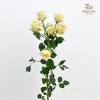 Rose Spray Light Yellow - (8-10 Stems)