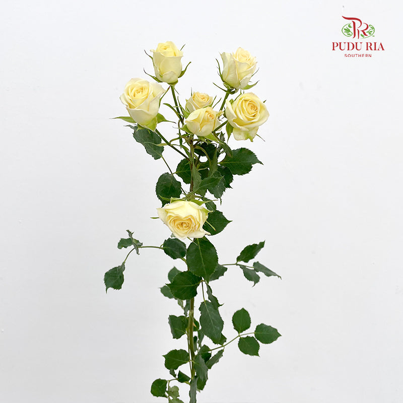 Rose Spray Light Yellow - (8-10 Stems)