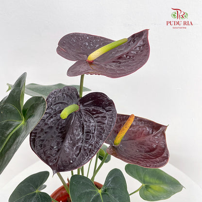 Anthurium Mix - Brown