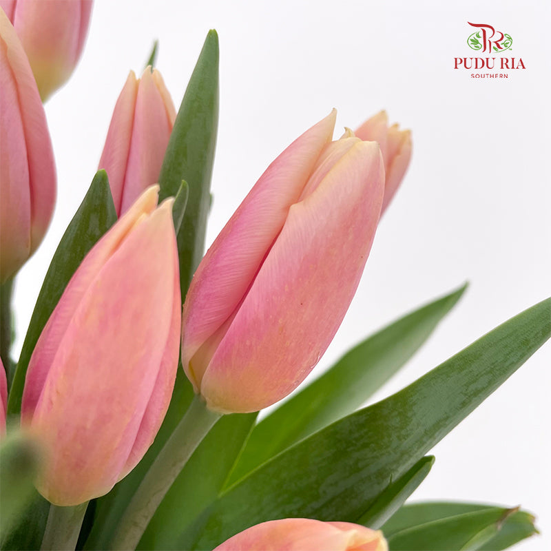 Tulip Peach Pink - (8-10 Stems)