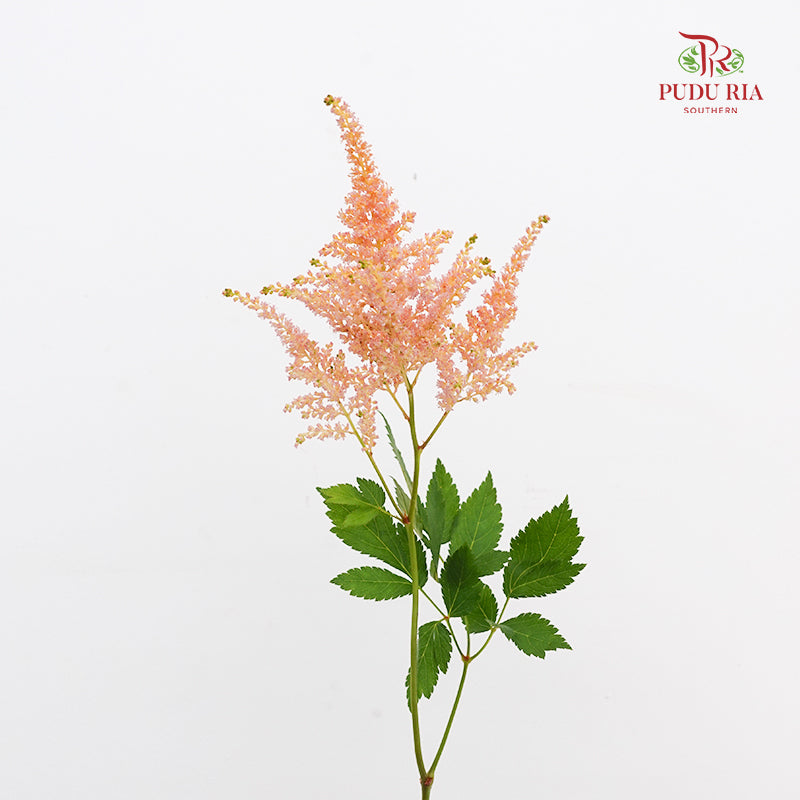Astilbe Champagne 落新妇 - (4-5 Stems)
