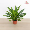 Dracaena Fragrans 3 Stems
