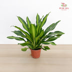 Dracaena Fragrans 3 Stems