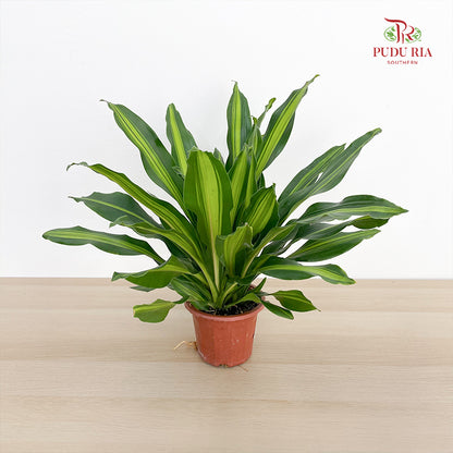 Dracaena Fragrans 3 Stems