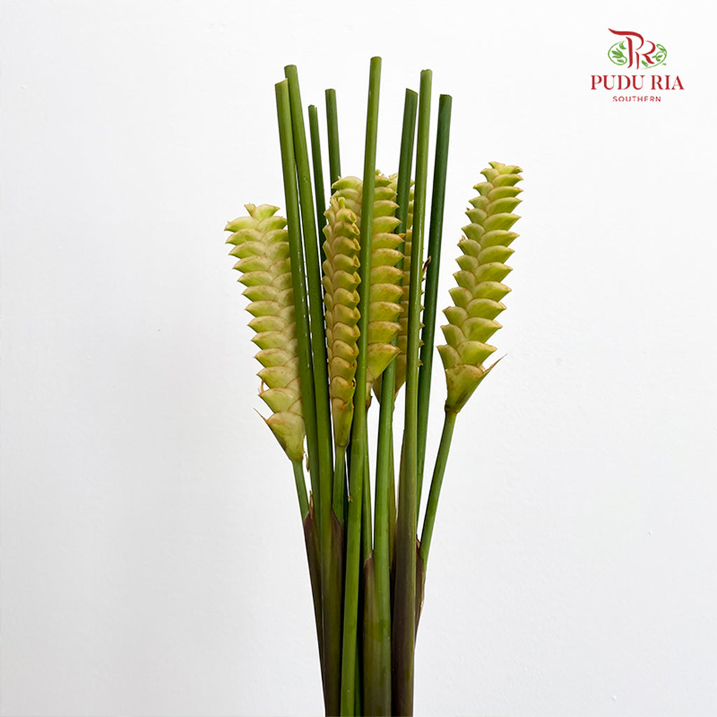 Rattlesnake Ginger 响尾蛇肖竹芋 - (5 Stems)